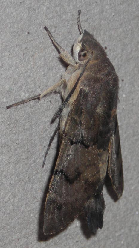 Pupa di Macroglossum stellatarum